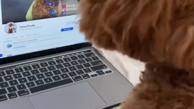 influencer#doggo#funnydog