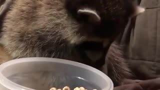 raccoon sitting on coach and eat snaks