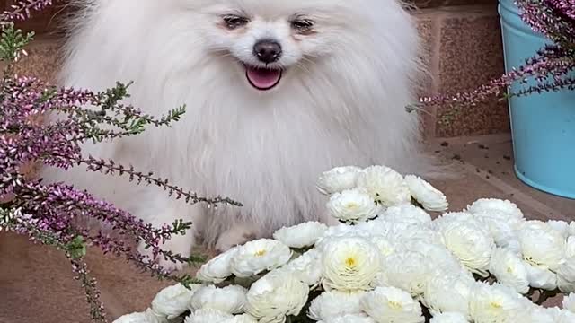 An Adorable White Dog Near White Flowers