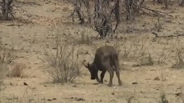 GIANT FIGHTERS GIANT ELEPHANT IS A BUFFALO