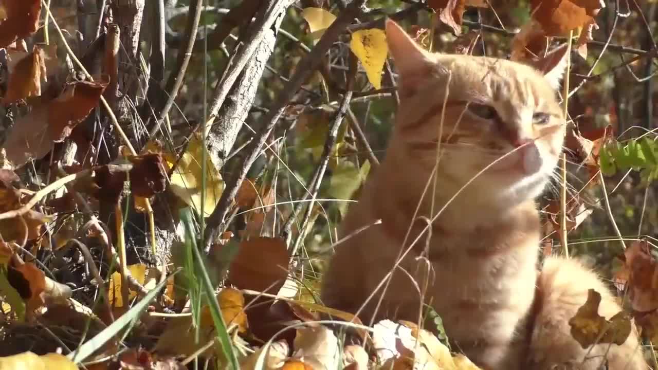 Como fazer os gatos parar de morder