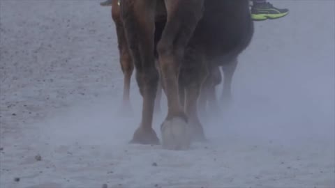 Hunder Sand Dunes Nubra Valley Bactrian Camels Ride Ladakh India