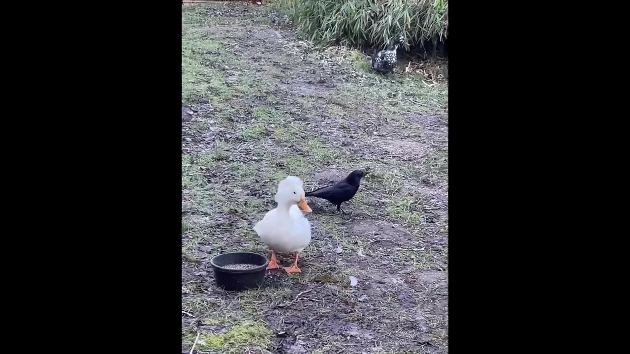 Funny animals part -3 😂🤣 Try not to laugh.