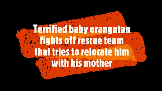 Terrified baby orangutan fights off rescue team that tries to relocate him with his mother