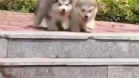 THESE CUTE CATS & DOGS FUNNY VIDEOS COMPILATION WILL REALLY PUT A SMILE ON YOUR FACE