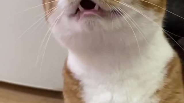 Funny Cat laughing