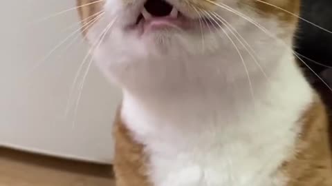 Funny Cat laughing