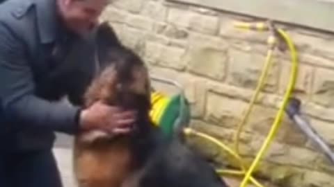 Dog cries out ln Happiness after months apart from owner