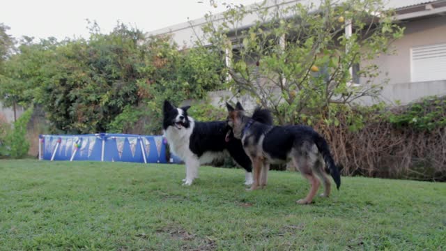 Two dogs playing