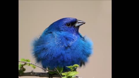 different and beautiful birds.