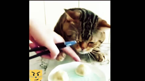 Cat funny video // cat funny reaction video