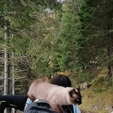 cat adventure into the forest