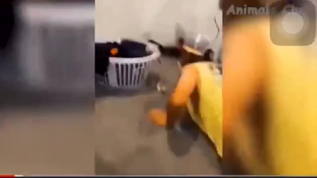 Funny Animals Videos