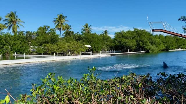 Dolphins Jumping Out Of The Water