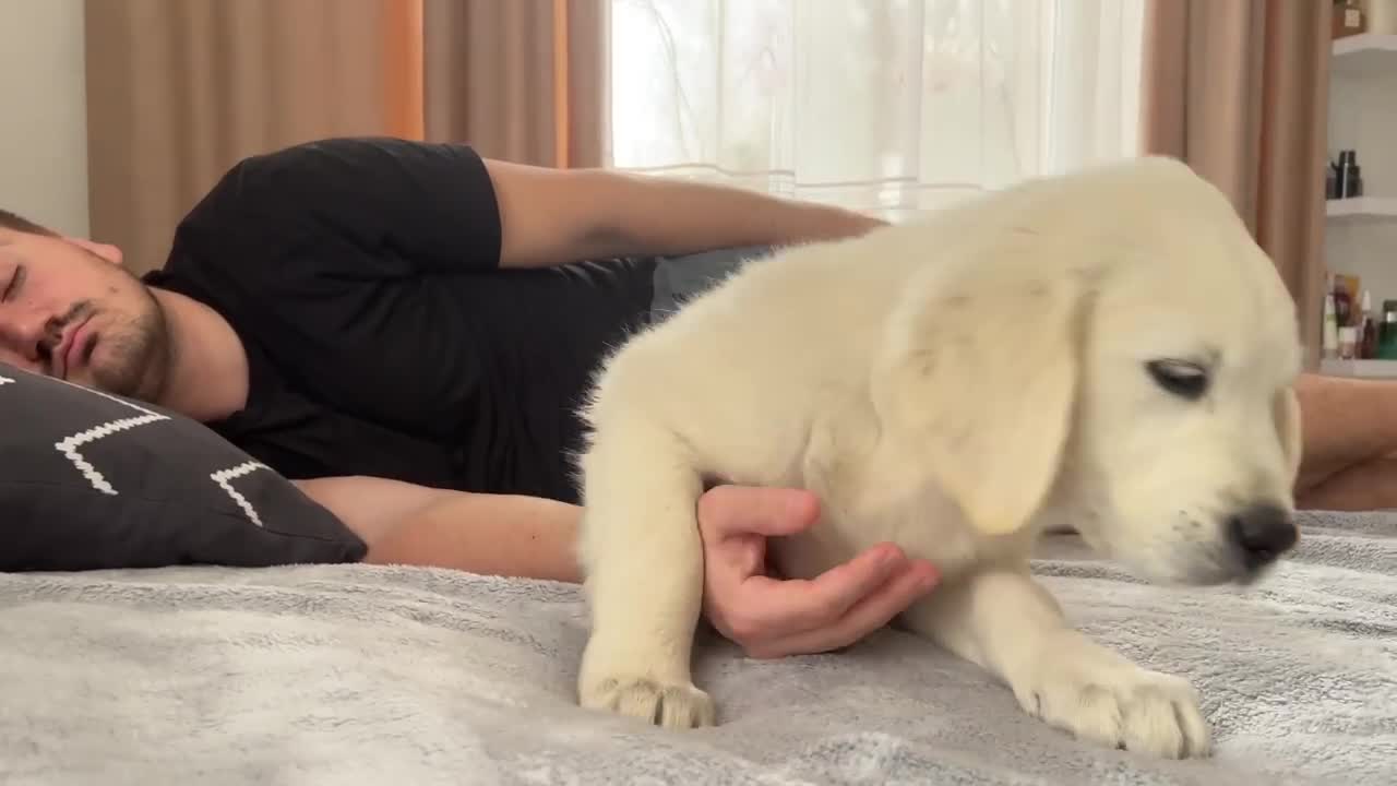 Golden Retriever Puppy Wakes Up Owner [Cutest Alarm Clock Ever]