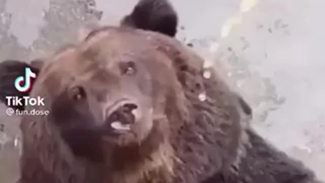 Animals with hilarious facial expressions