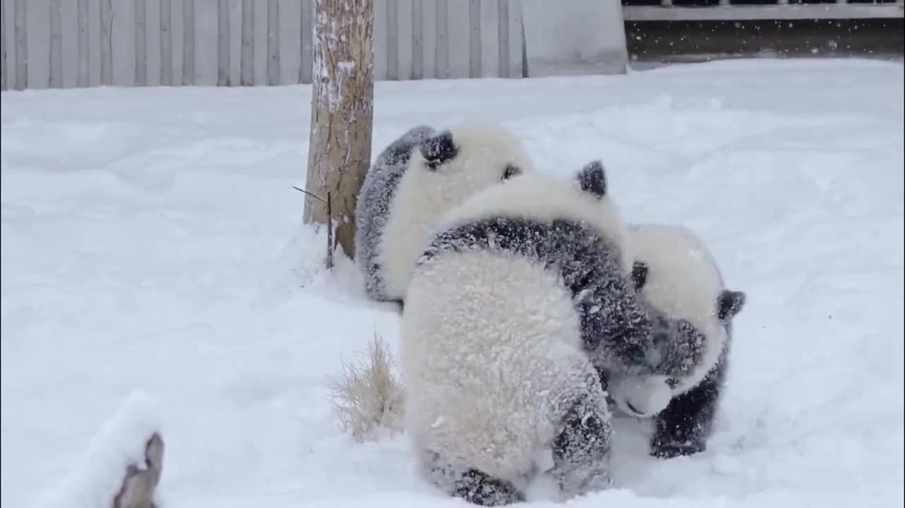 Playful Panda Snow Day