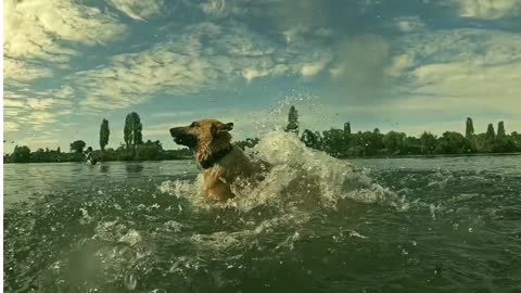 Smart German Shepherd dog catching bone