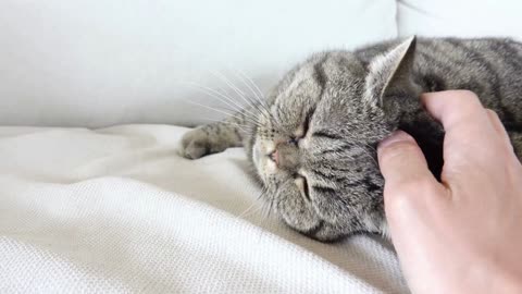 Cat relaxing. Human hand touching and petting. Comfortable cuddling