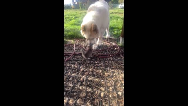 Big dog adorably confused by tiny litter of kittens
