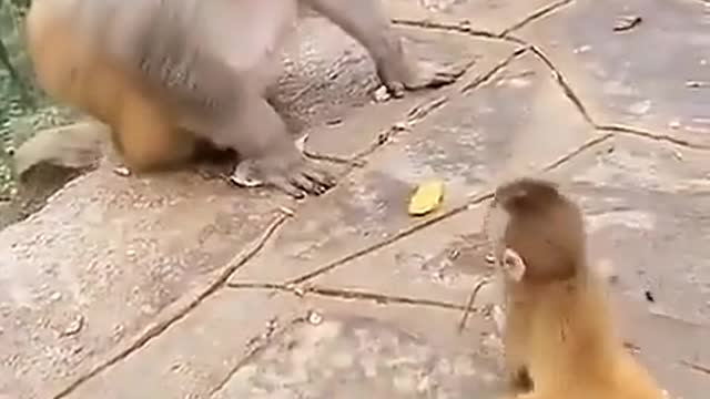 funny video