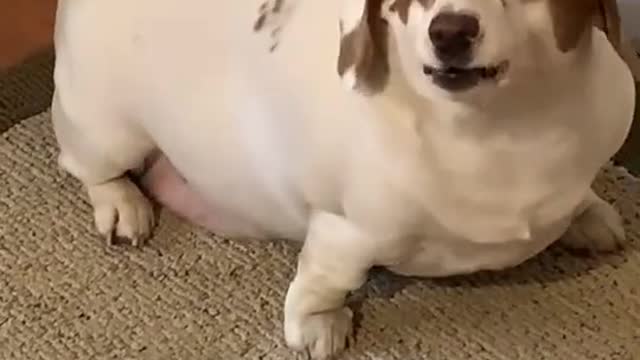 Cute Fat Dog Barks