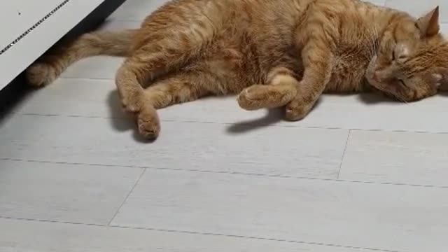 Full and sleepy cat