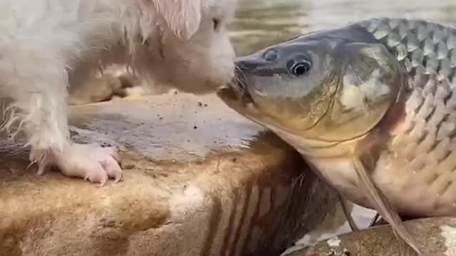 Fish And Cat Love💓