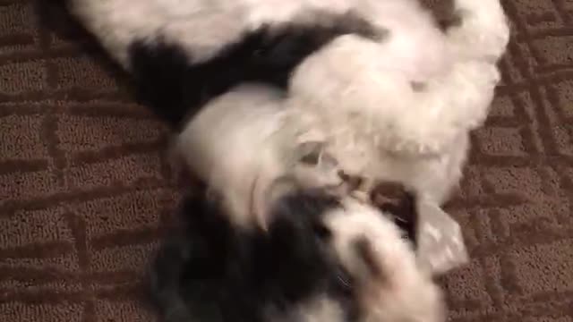 Dog rolling around in carpet