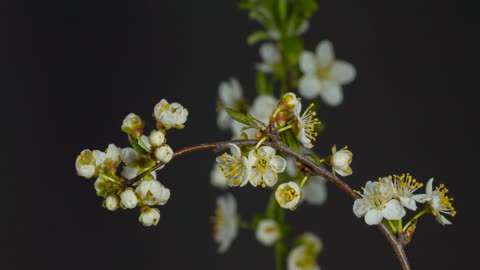 A wonderful white blossom in sprouting