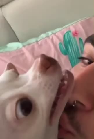 Niki's nervous dog, look what she did when I kissed her.