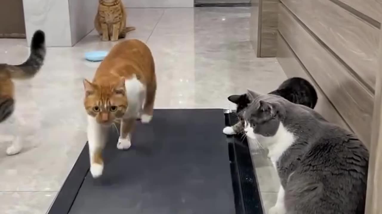 Cute Cats and Their Funny Playtime!