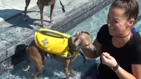 Apprendre à nager à mes chiens