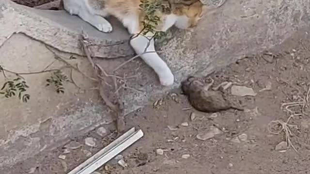 Cat Vs Mouse, Cat Plays A died Mouse