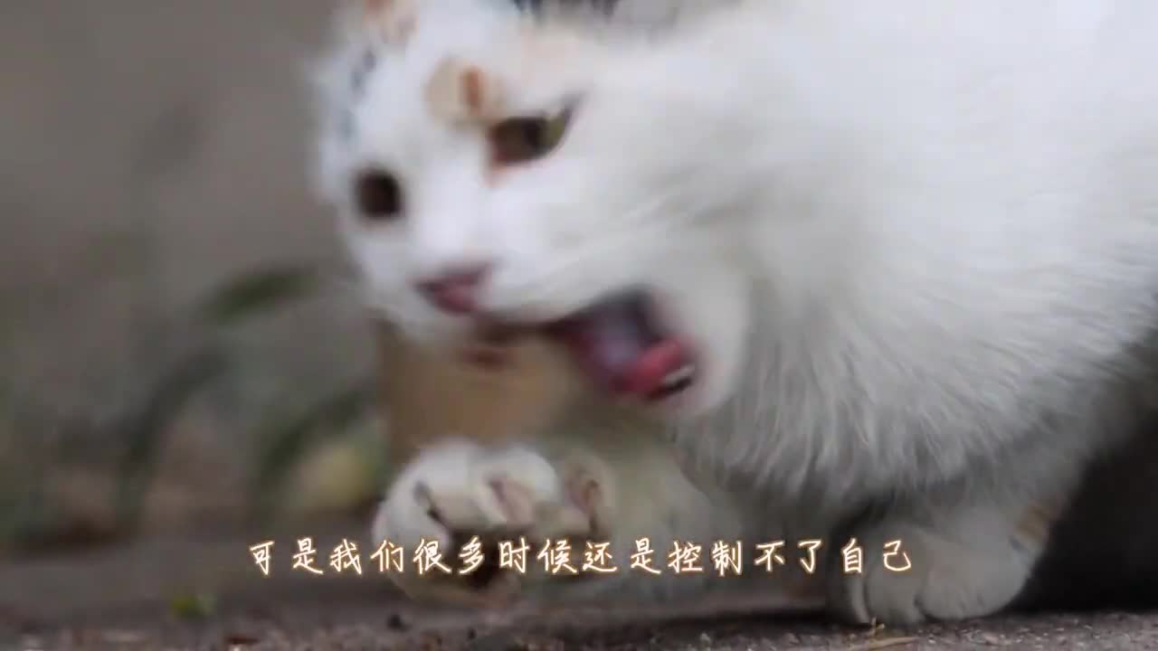 Stray cats prefer chicken bones or cat food