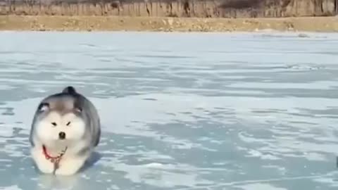 funny dogs and 🤣😂 thare reaction cutee puppies 🤣😂