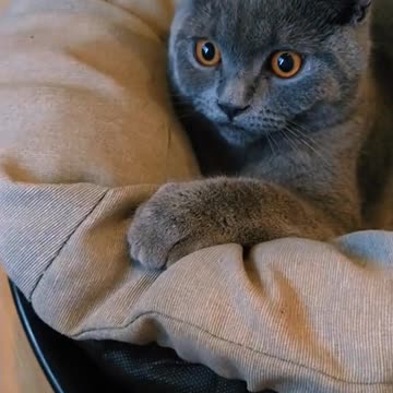 Why Ignoring CAT MAFIA Will Cost You Time and Sales