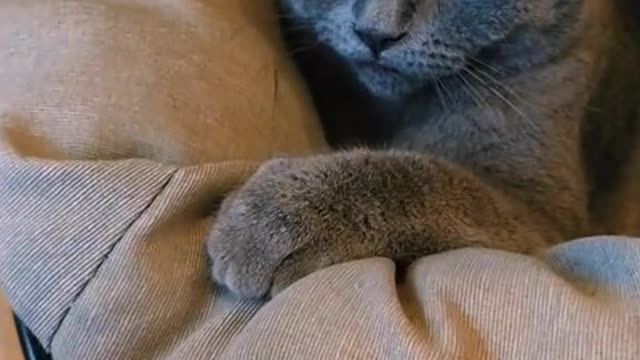Why Ignoring CAT MAFIA Will Cost You Time and Sales