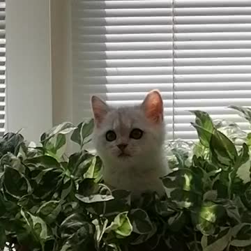 My Cute Cat Talk with My Wife
