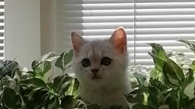 My Cute Cat Talk with My Wife