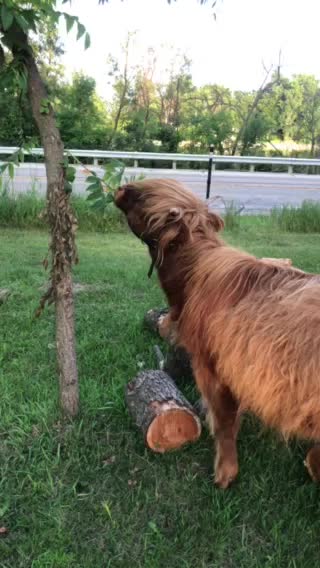 Ruby the Scottish highland trims our black walnut trees