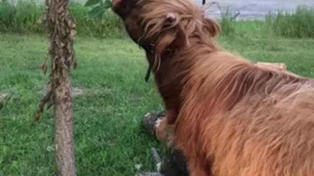 Ruby the Scottish highland trims our black walnut trees
