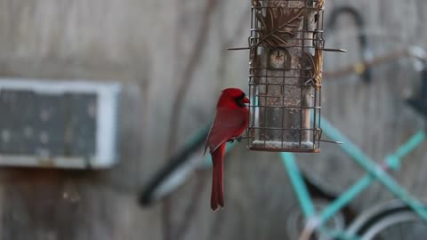 Red bird