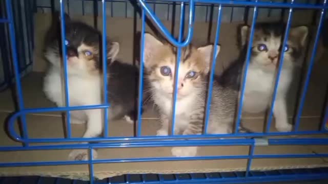 Baby Cats - Cute and Funny Cat Videos Compilation #27|| kr.raushan