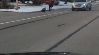 Turkey Chases Boy Down the Street