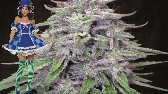 Bangi Haze – Ace Seeds