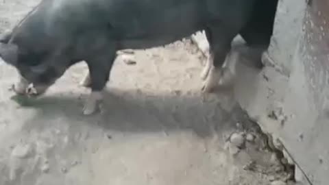 wild boar