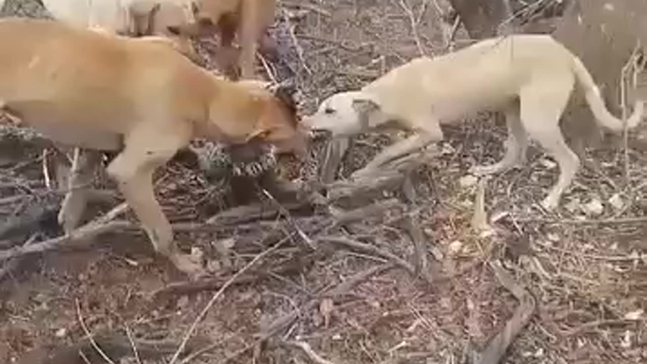 Dogs kill leopard