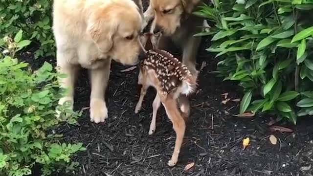 Funniest & Cutest Labrador Puppies