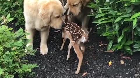 Funniest & Cutest Labrador Puppies